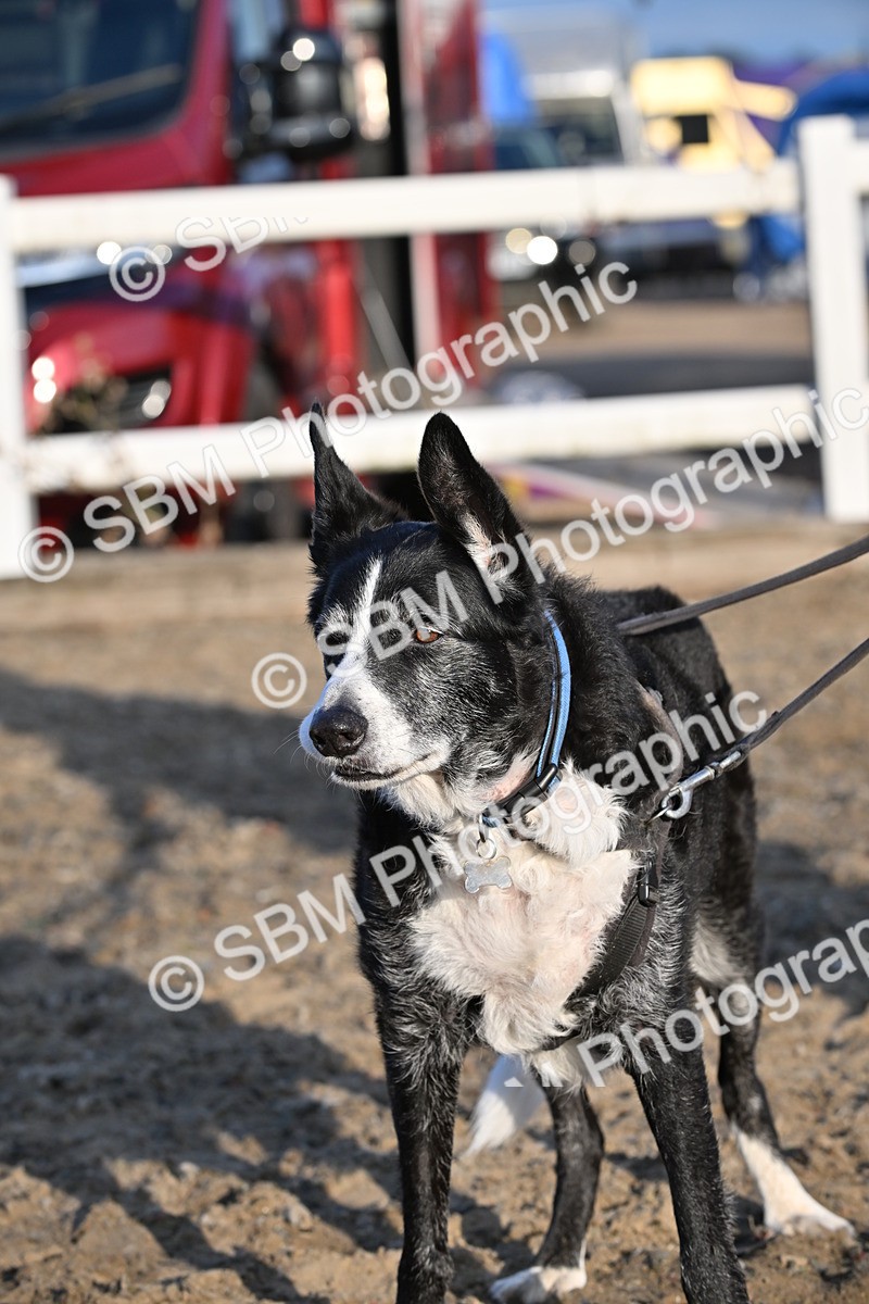SBM_09480 - Lorry Dogs