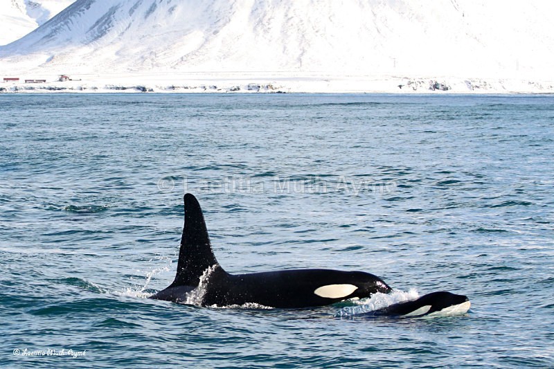 IMG_5817 Iceland - Marine wildlife