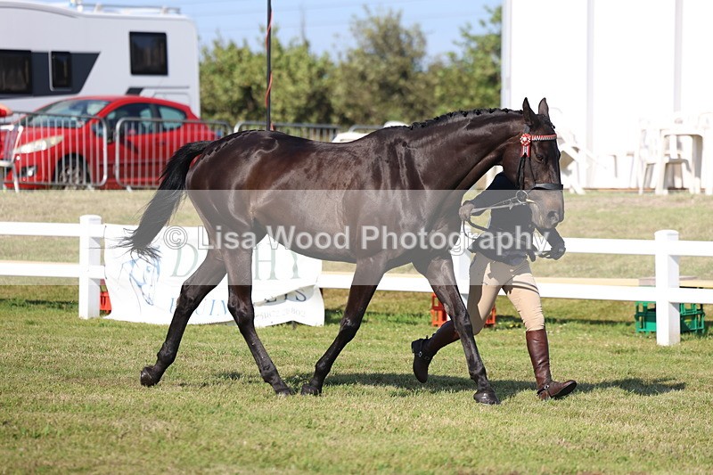 3E7A5725 - Class 2: Rising Star Large Hack/Riding Horse