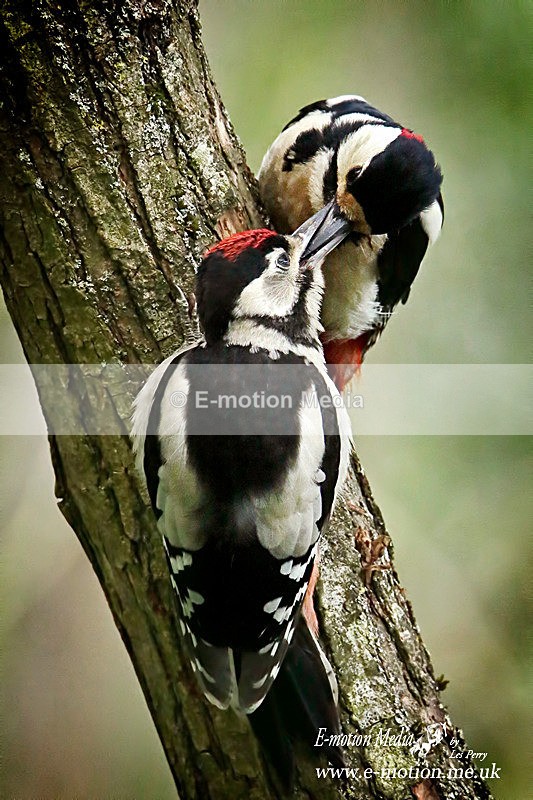 070617 -659aa - Nature