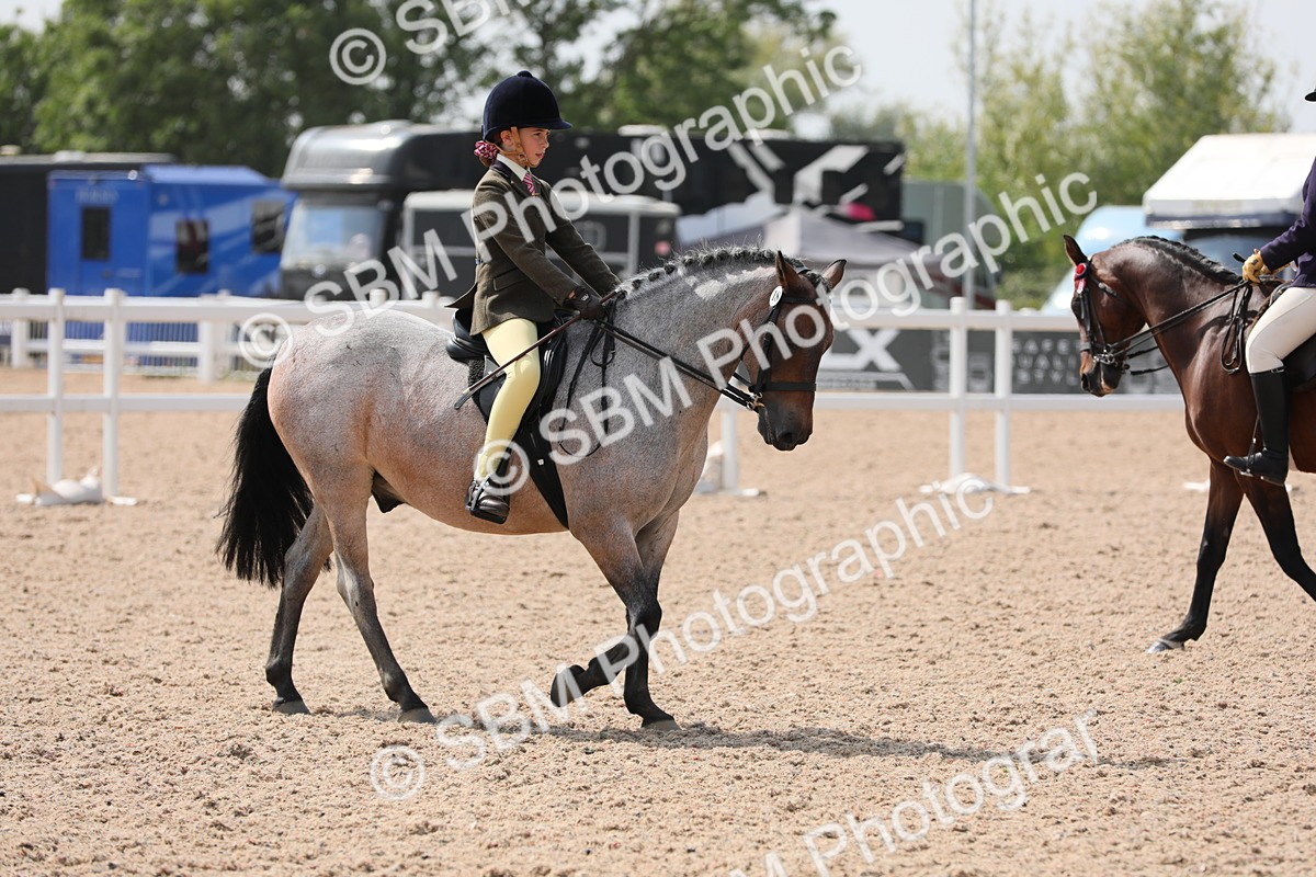 SBM_15563 - Class 311 Ridden Show Pony/ Show Hunter Pony
