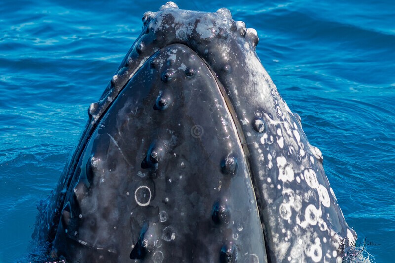 Closeup 1 0A3A0855 - Humpback Whales