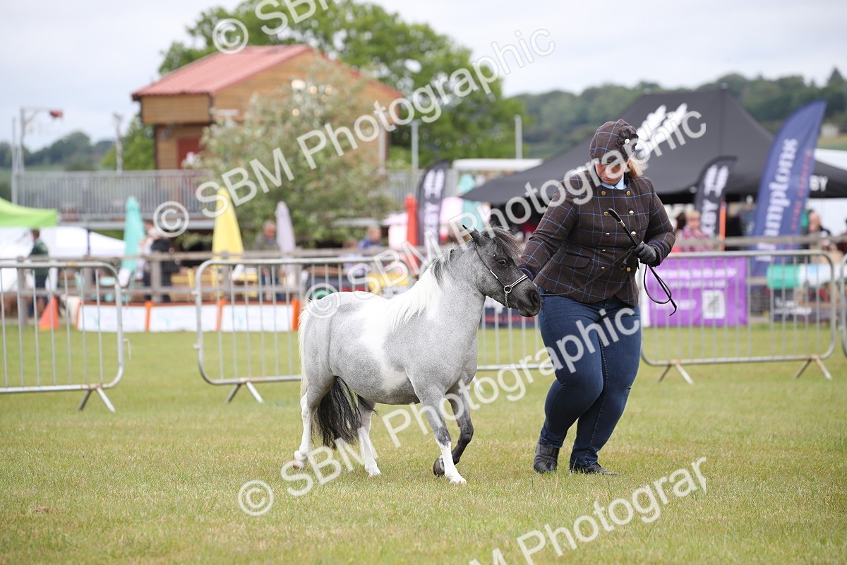 SBM_03964 - Class 23-25 - British Miniature Horse of the Year