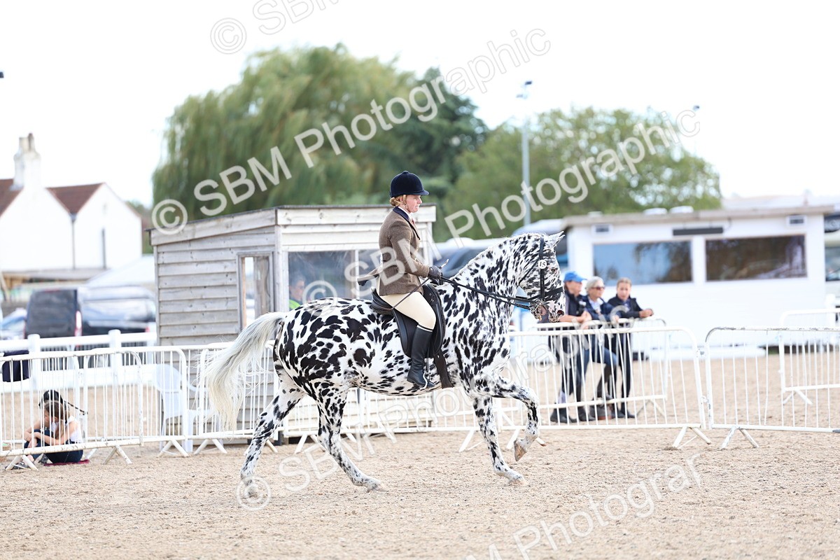 SBM_17241 - Class 315 - Best Horse - Rider Combination