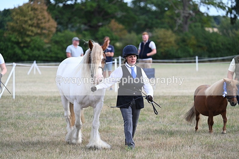 WJ7_8296 - In-hand Championship