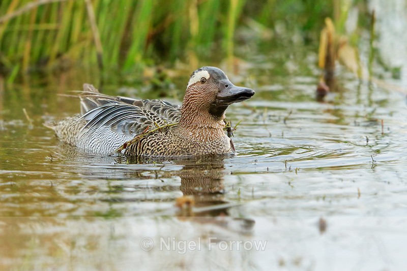 Garganey (male) entangled with weed, Stratfield Brake, Oxfordshire - Garganey