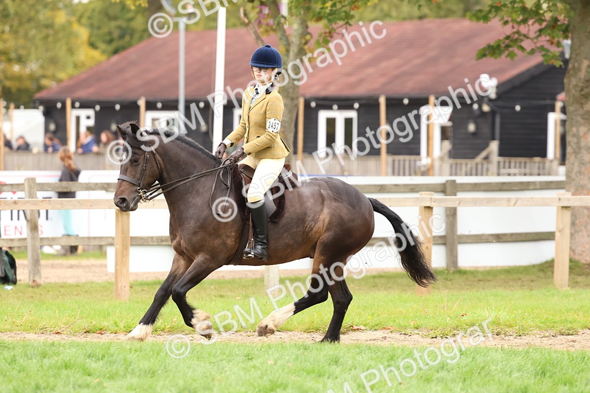 SBM_59963 - S36 - Rehabiliated Rescue Horse & Pony In Hand & Ridden