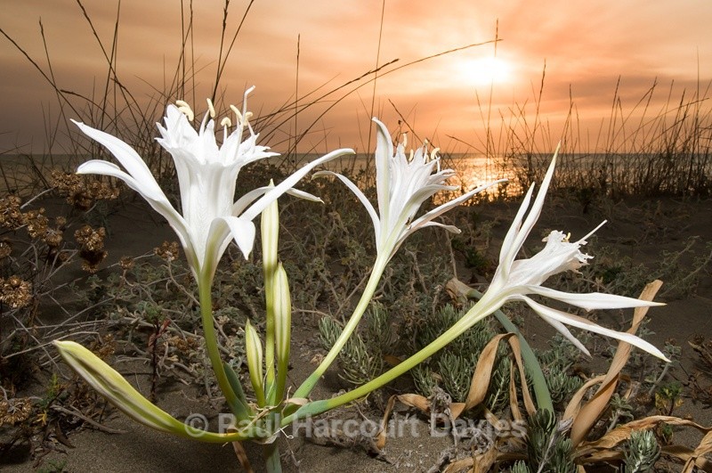  - Plants: wide-angle