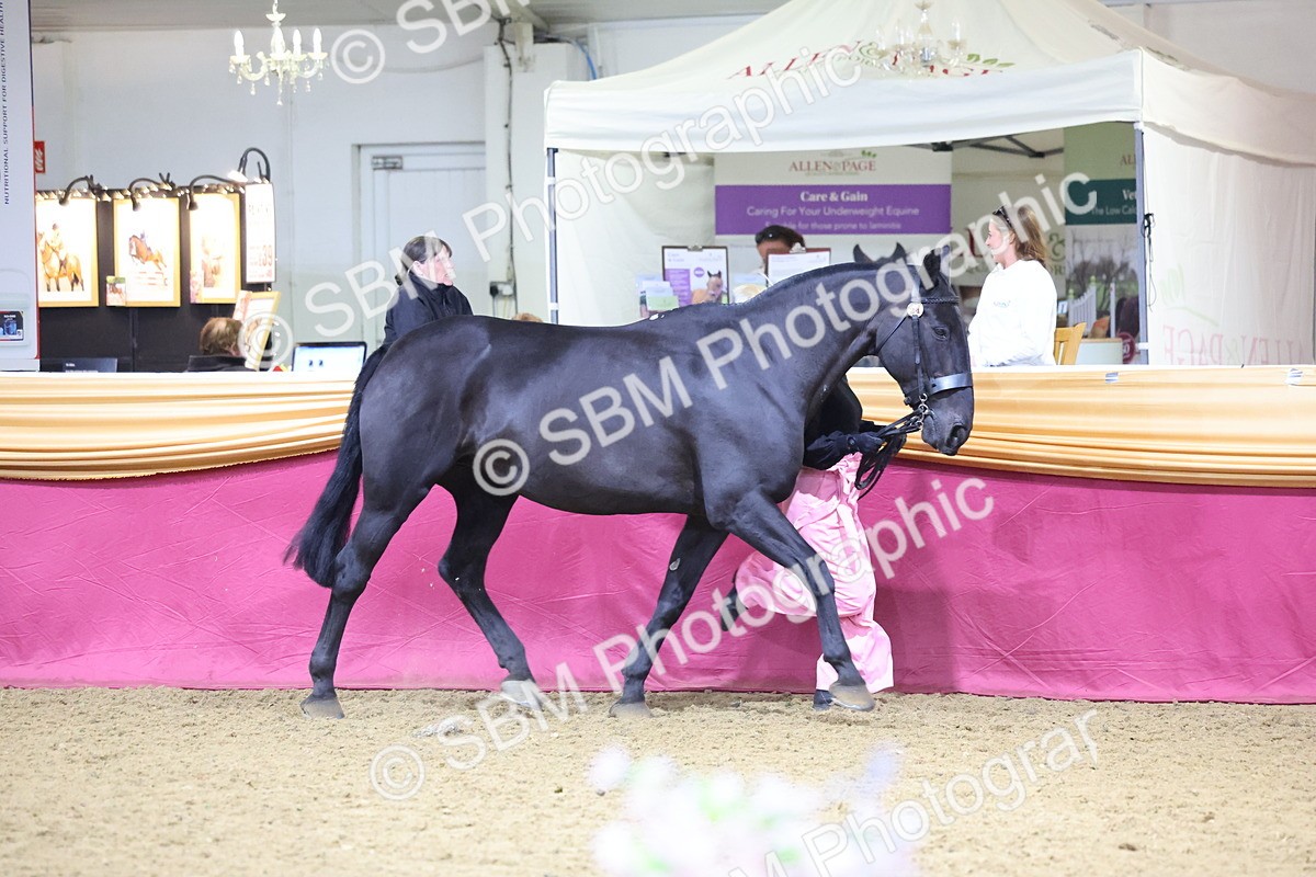 SBM_19129 - Class I Competition/ Riding Club Champ