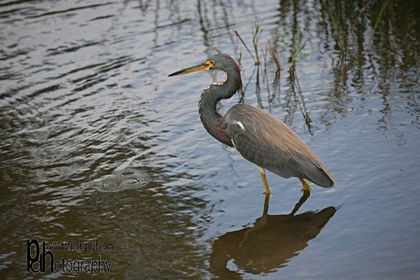 Heron-full-image_0897 - Natural World Birds