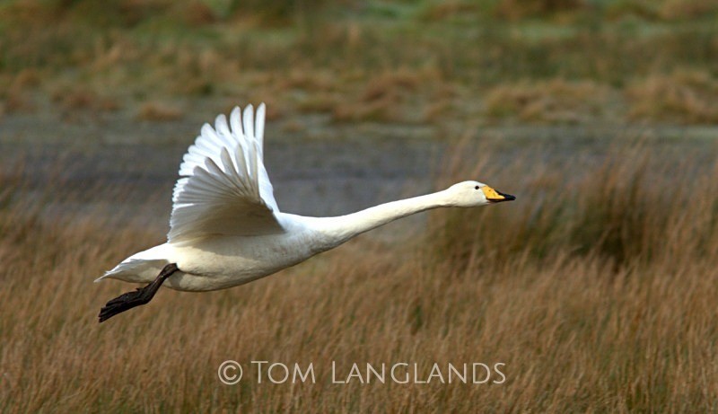 Whooper Swan - Swans and Geese