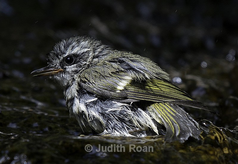 Golden-crowned Kinglet, juvenile - Backyard Bathing Birds