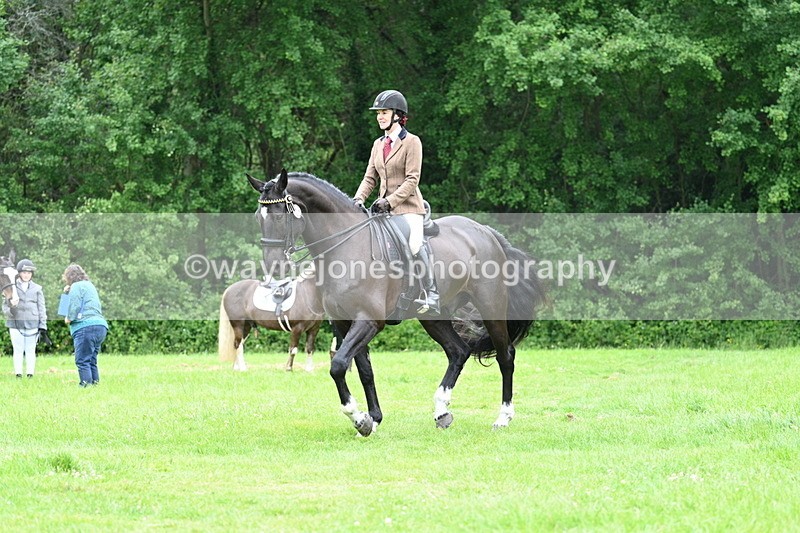WJ7_4109 - Class 14A Handsome Gelding