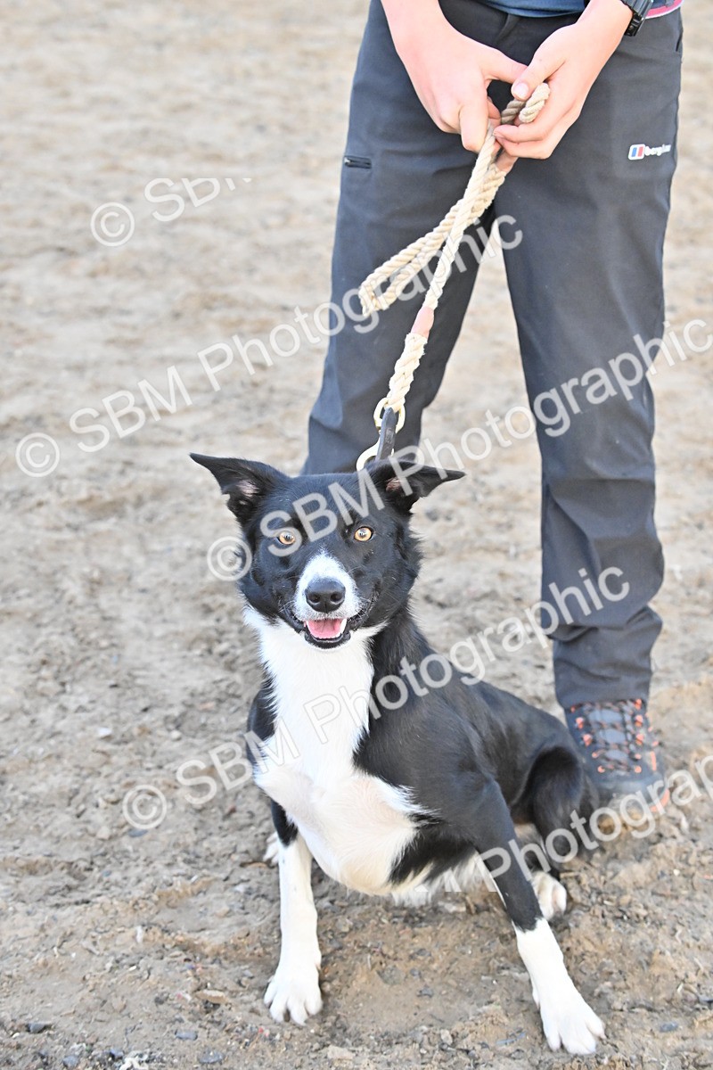 SBM_09625 - Lorry Dogs