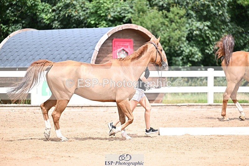 250716-132017-00433 - Trot Up 12.30 to 1.30