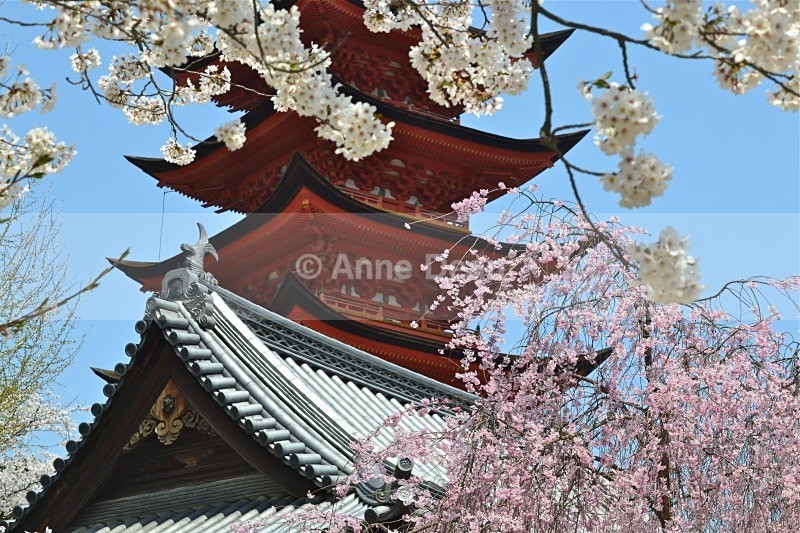 Pagoda and Blossom - Japan