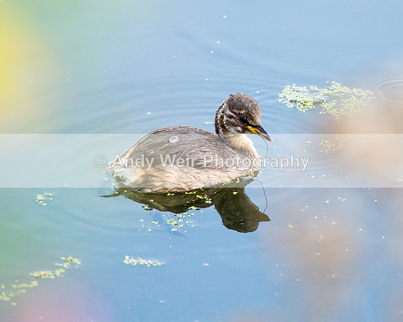 20140905-3K8A5407 - Gt. Crested & Little Grebes