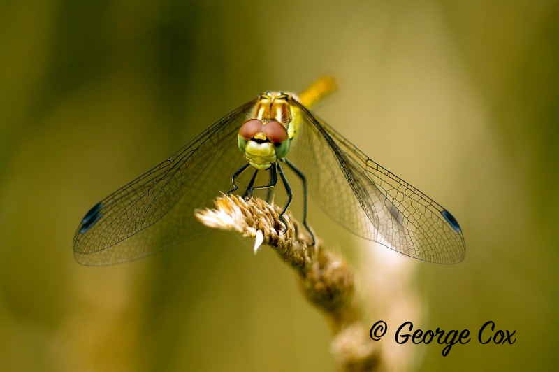 Common Darter - Sympetrum striolatum - Dragonflies