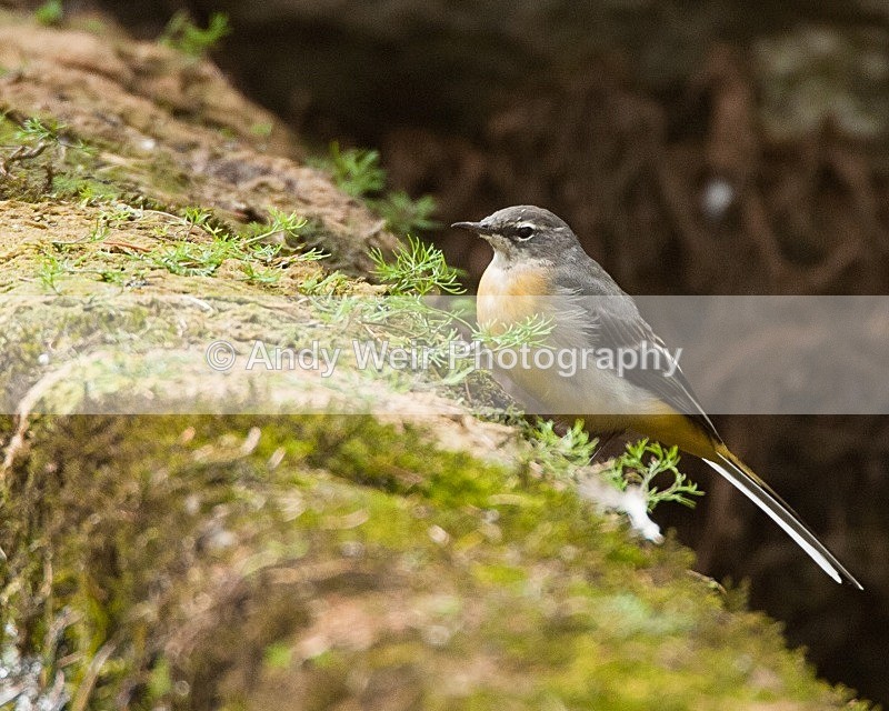 20090907-143 - Pipits & Wagtails