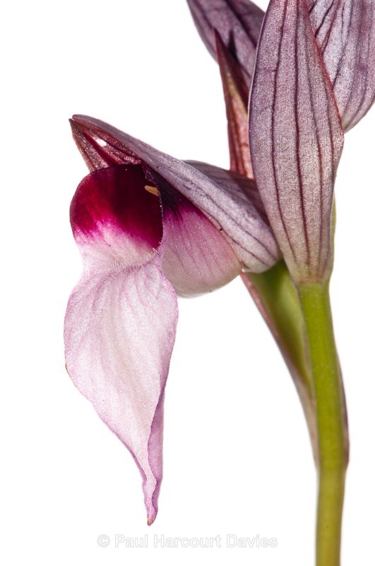  - WB: Orchids - Various