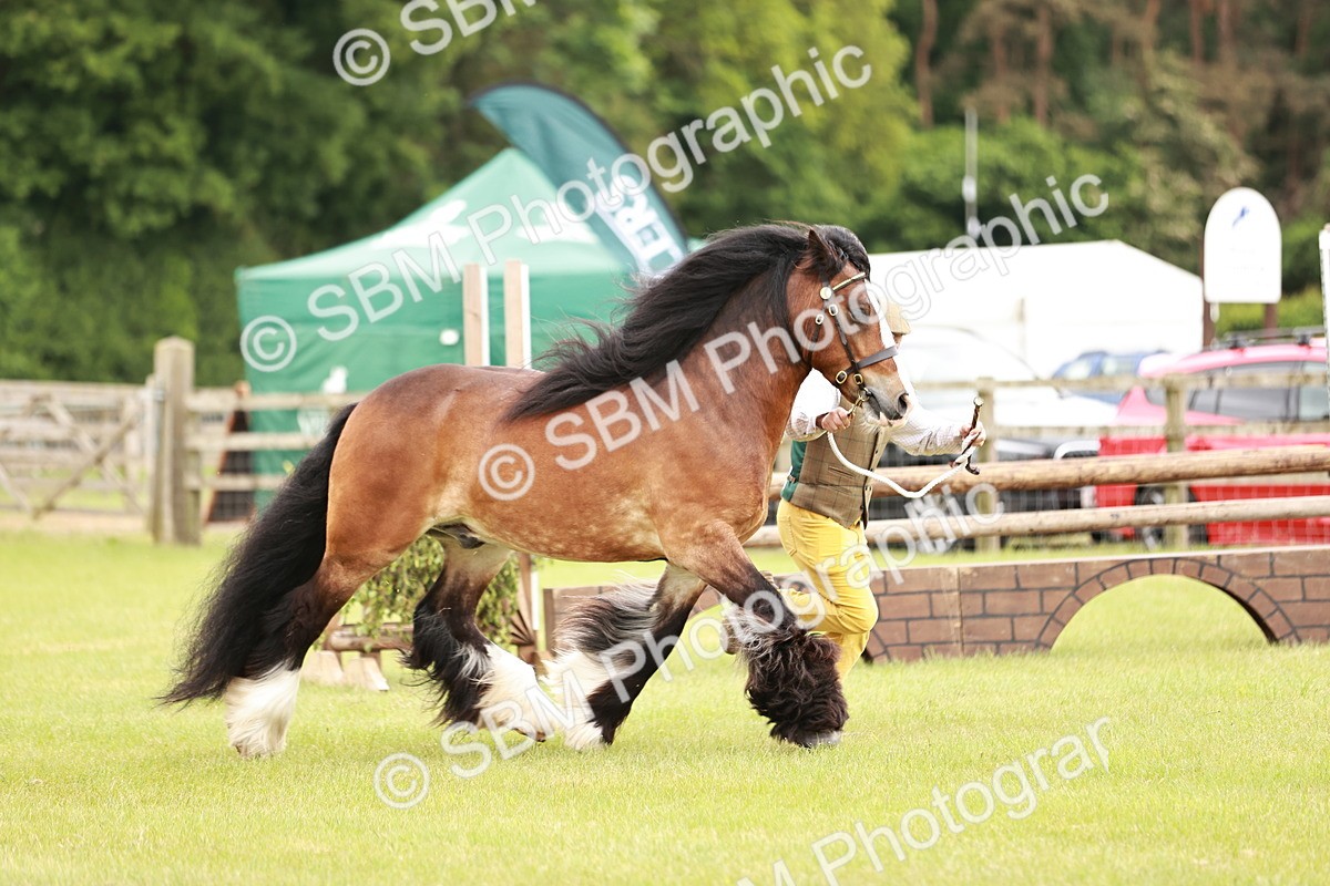 SBM_06017 - Class 39-41 TGCA In Hand and Ridden