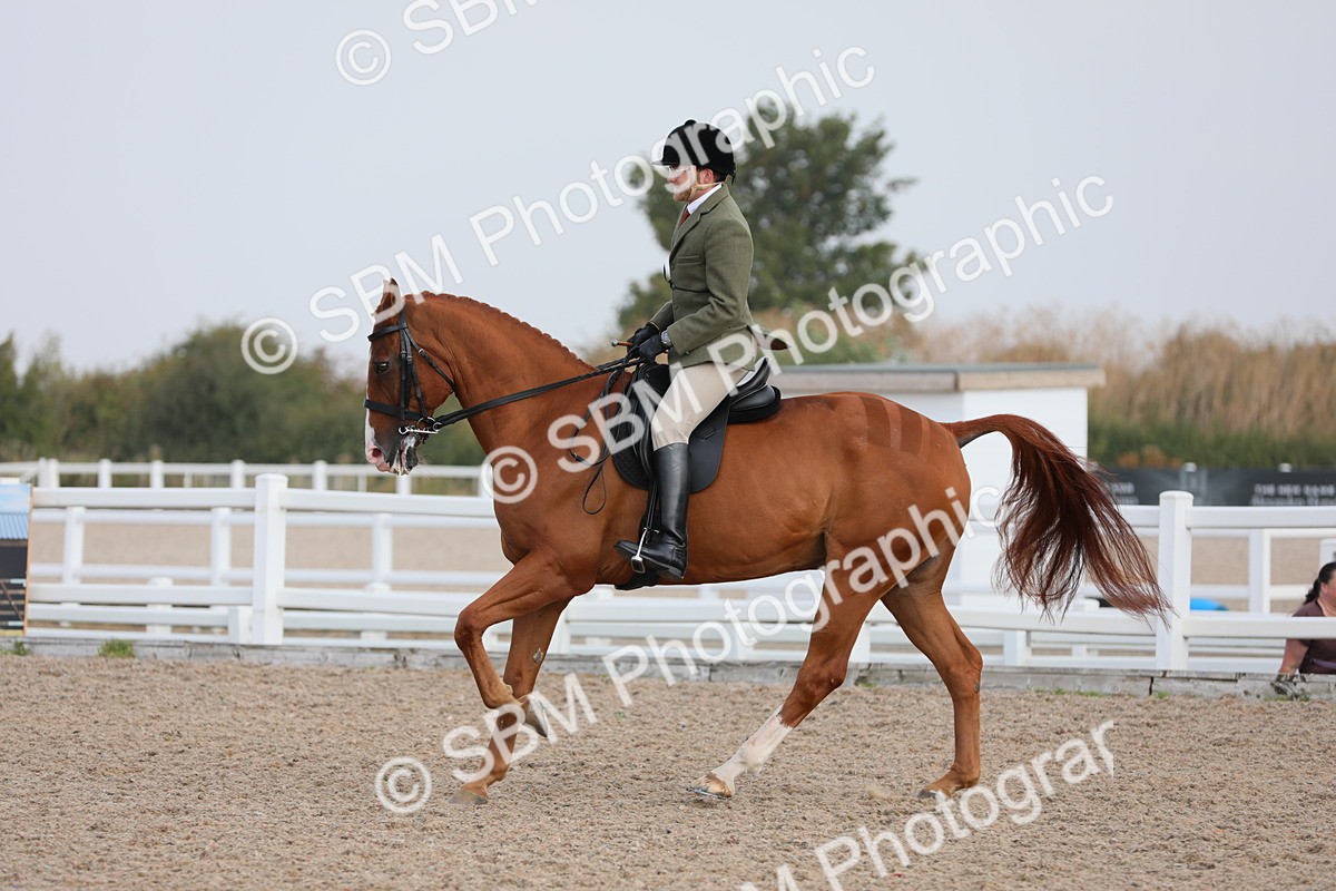 SBM_11440 - Class 305 Ridden Foreign Breeds- Pure Bred