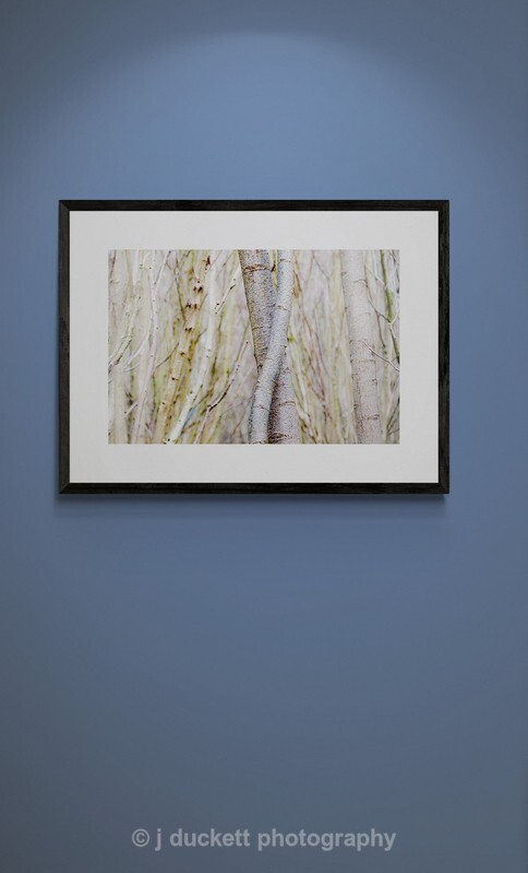 Entwined Tree Trunks