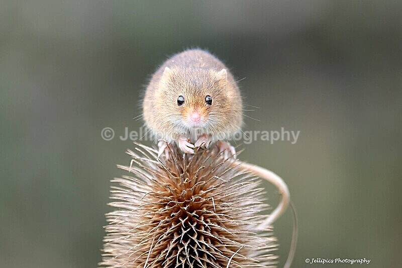  - Wildlife and Nature