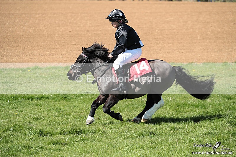Shet 060426 336 - Shetland Pony Racing Paxford Races Easter Mon 06/04/26