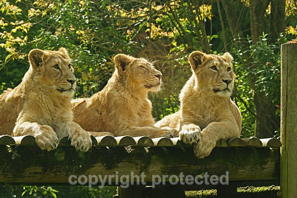 Asiatic lion cubs watching (Cotswold Wildlife Park) - Asiatic Lions