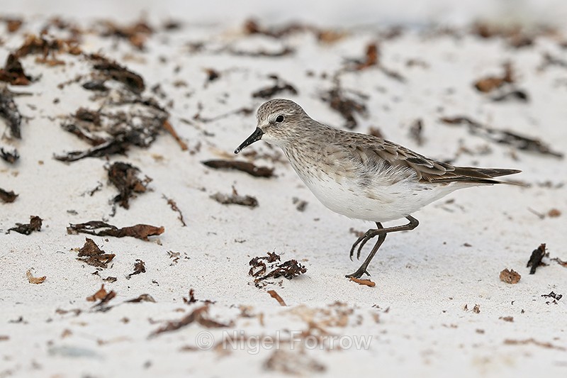White-rumped Sandpiper spots food, Volunteer Point, Falklands - White-rumped Sandpiper