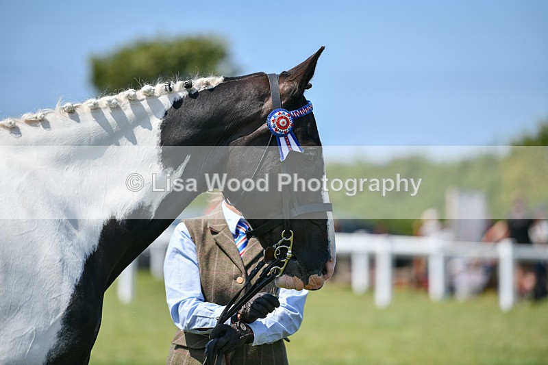 DSC_7839 - Class 65: Coloured Horse 4yrs & Over
