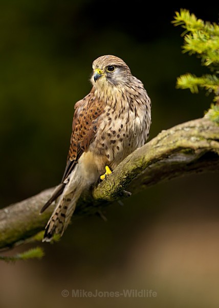 KESTREL - KESTREL