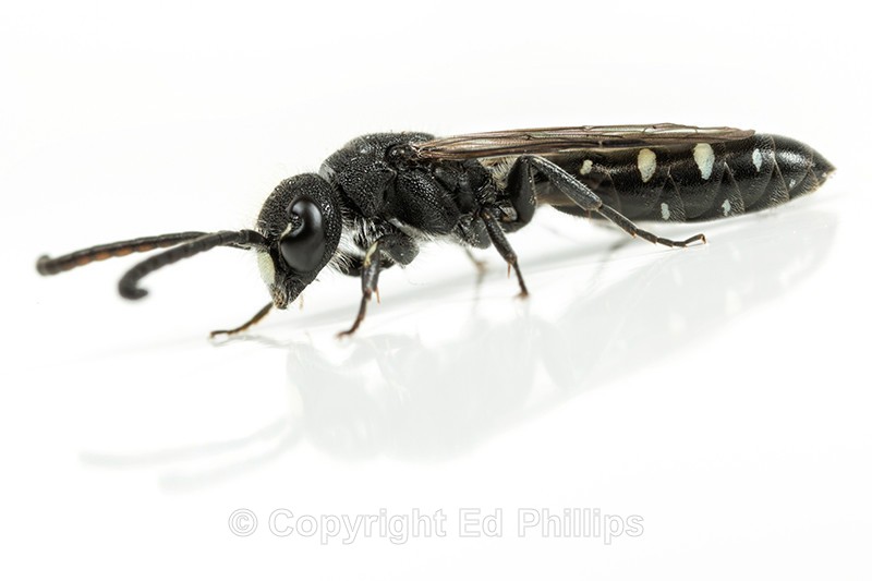 Sapyga quinquepunctata (m) - Sapyga quinquepunctata