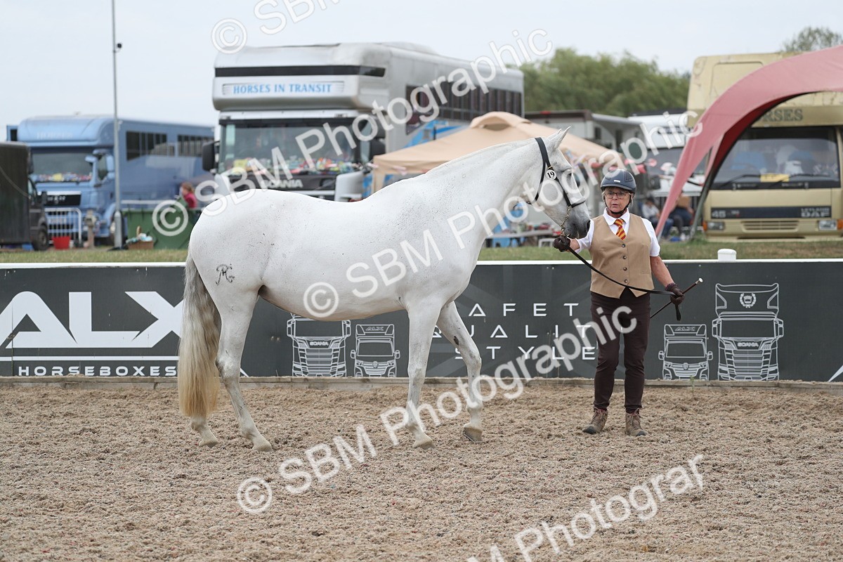 SBM_17959 - Class 317 IH Pure bred Horse/Pony