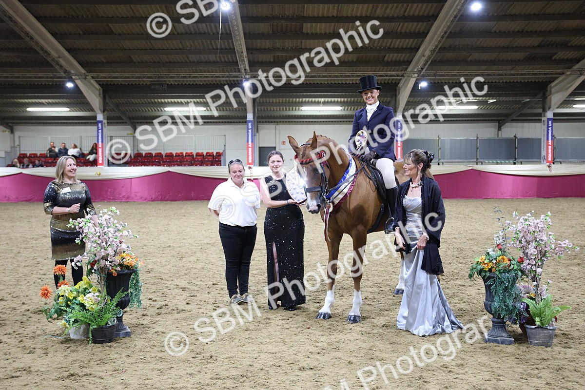 5K7A1567 - Class O Ridden Show Horse Champ