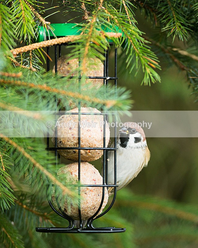 20130928-3K8A6286 - Tree Sparrow