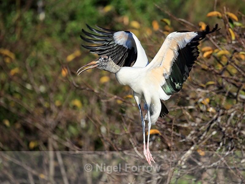 Wood Stork takes off, Wakodahatchee Wetlands, Florida - Wood Stork