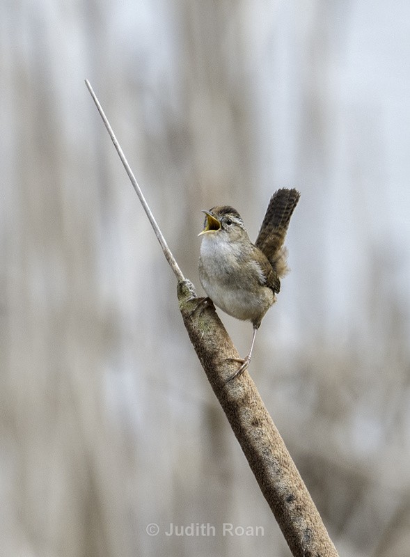 Marsh Wren - Reifel Refuge