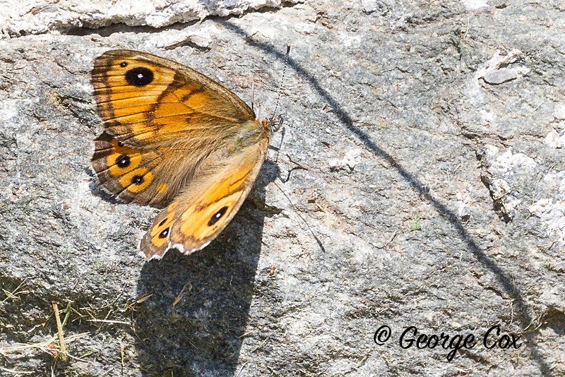 large wall brown pyrenees
