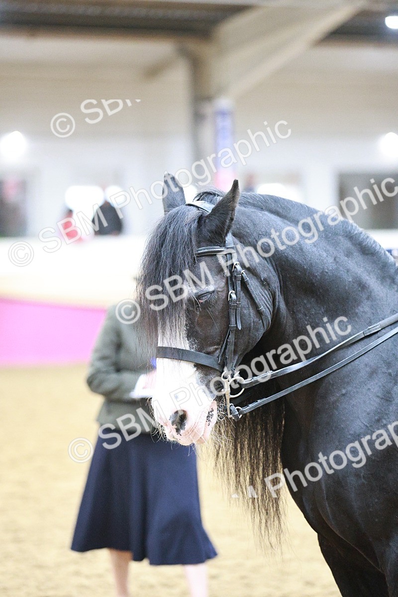 SBM_08904 - Class 12R - Regional Ridden Pre-Vet