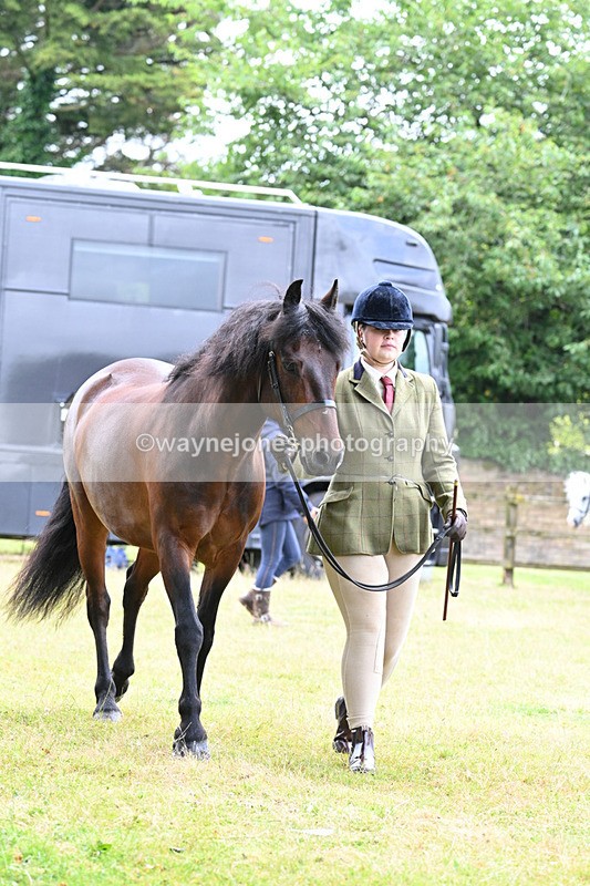WJ7_6504 - Class 5 Handsome Gelding in hand