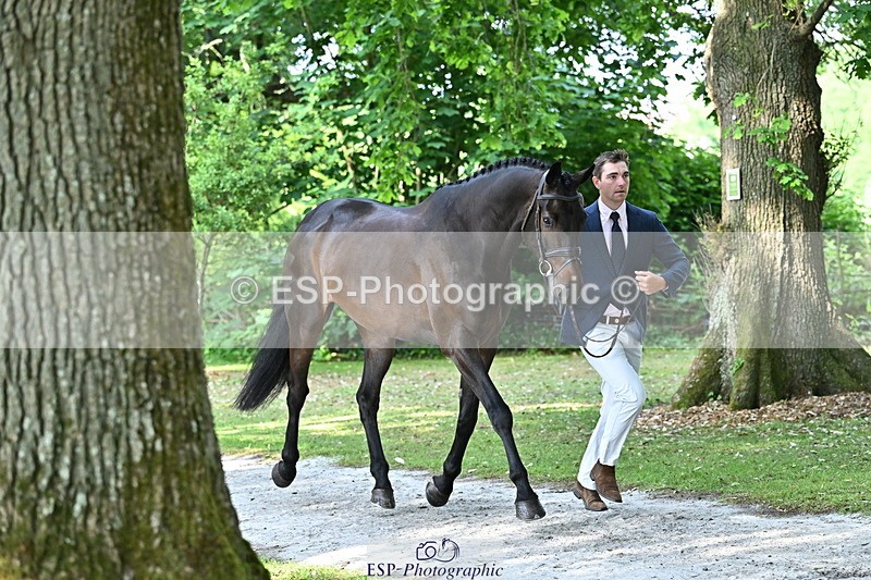 250521A-164941-01359 - C-264-Max.Warburton-EARL.DORADO