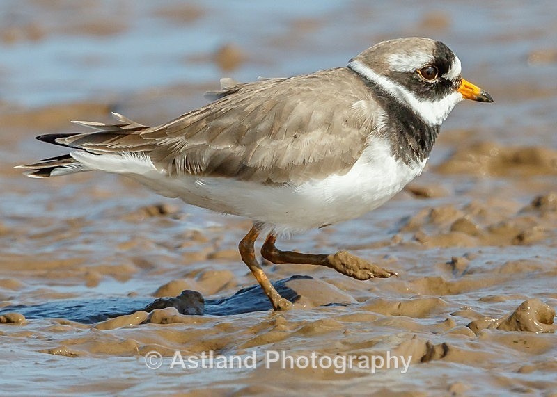 Astland Photography, Bird and Wildlife Images, Susan and Peter Wilson, U.K.
