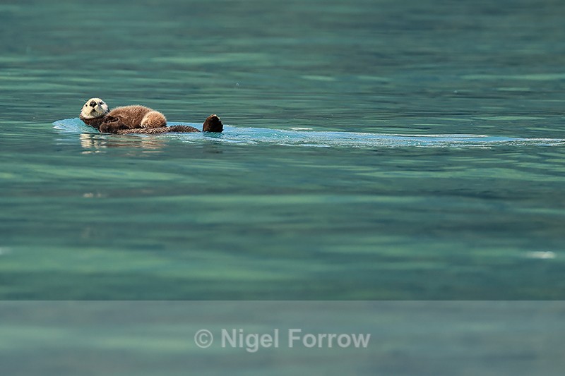 Sea Otter with sleeping kit on front, Harriman Fiord, Alaska - Otter