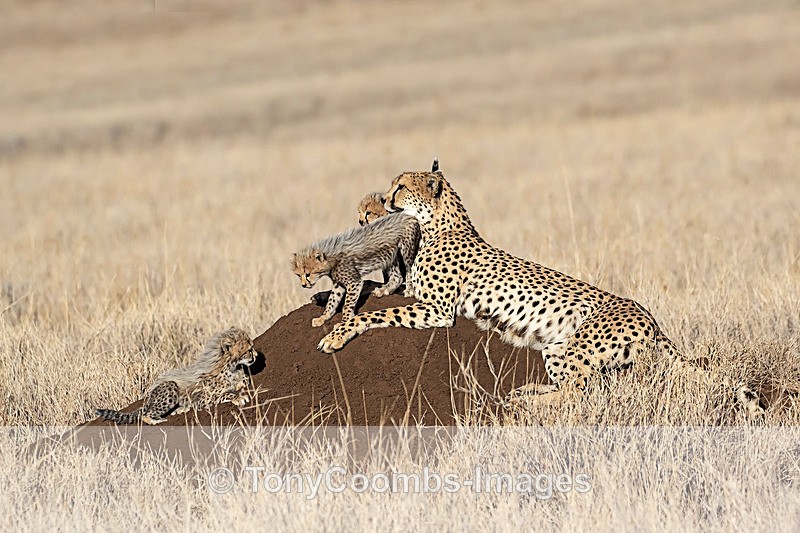 Cheetah & Three Cubs - Lewa ~ Cats