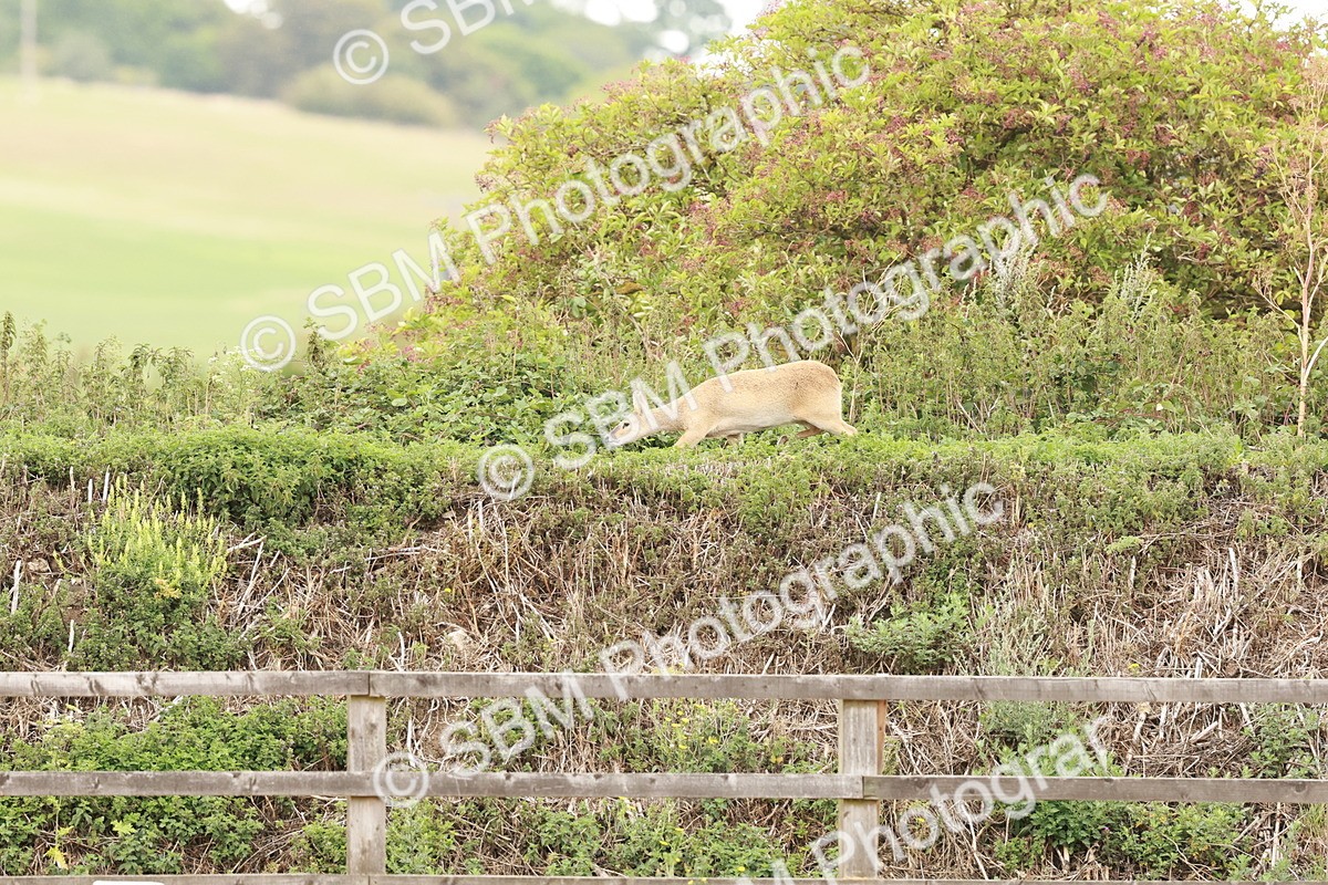 SBM_001136 - Prelim 2