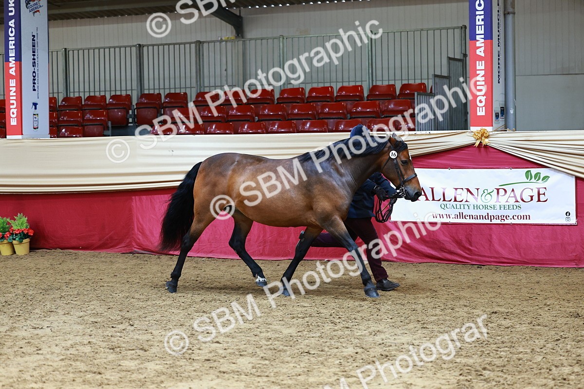 SBM_23160 - Class 903 - Supreme Final - IH Pre Vet