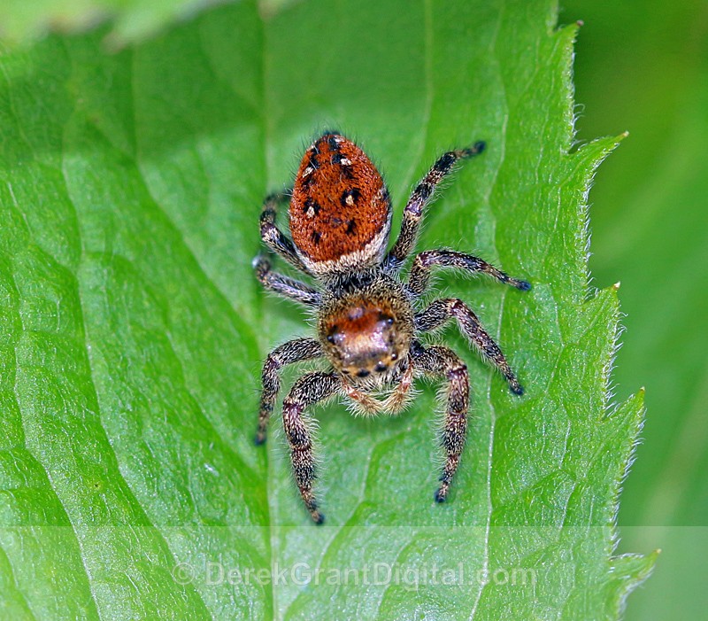 Phidippus clarus (f) - Spiders of Atlantic Canada