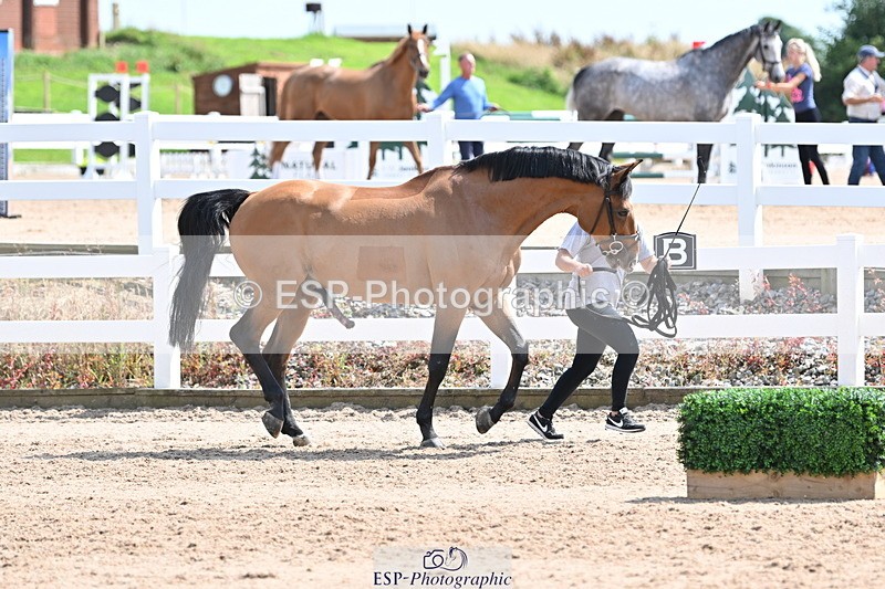 240717A-150311-02484 - Trot Up 3pm to 4pm